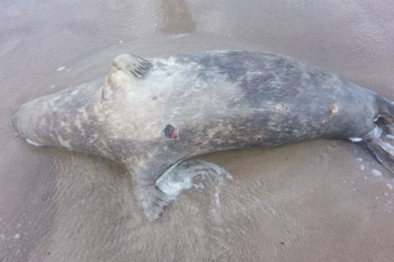 Mrzeżyno: morze wyrzuciło na brzeg martwą fokę