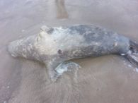 Mrzeżyno: morze wyrzuciło na brzeg martwą fokę
