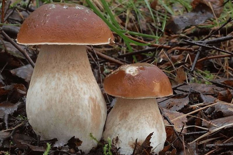 Sezon grzybowy rozpoczęty -Nadleśnictwo Gryfice zaprasza do lasów nadmorskich