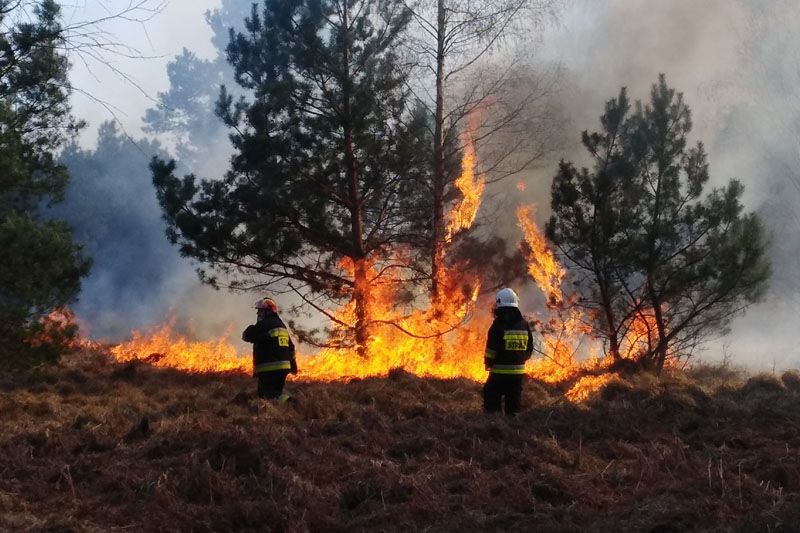 Średnie zagrożenie pożarowe na terenie RDLP Szczecin