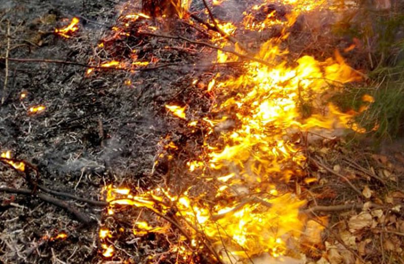 Wysokie i średnie zagrożenie pożarowe w lasach RDLP Szczecin