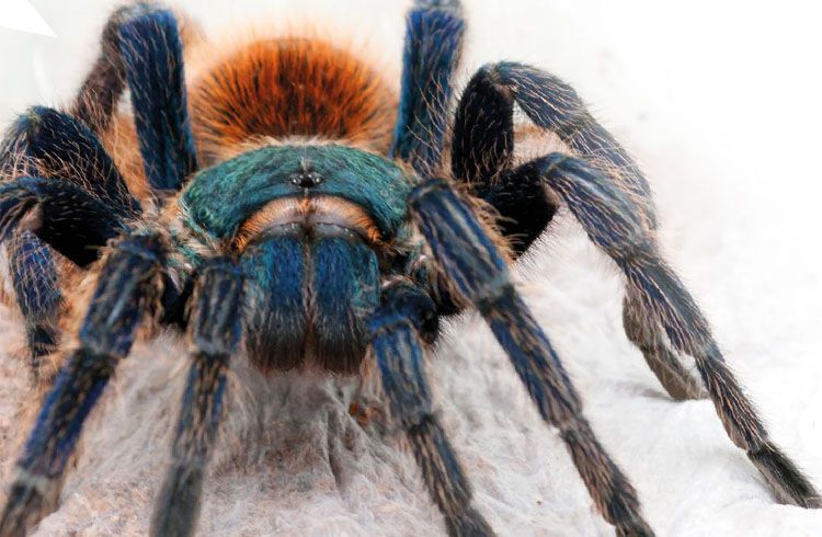 Wystawa  żywych pająków i skorpionów - Zaproszenie